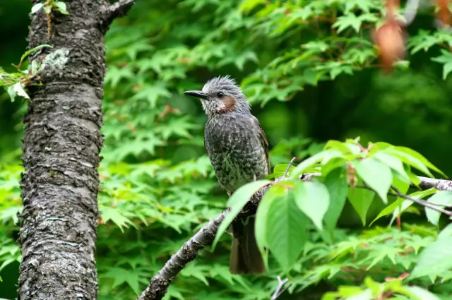 ヒヨドリ ヒヨドリ｜GOOPASS野鳥図鑑